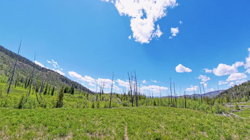 Slow Hiking Over Narrow Trail Through Meadow in Yellowstone National Park