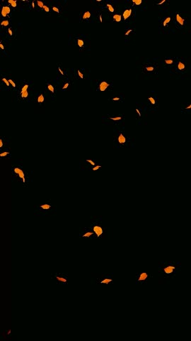 2160x3840. Maple autumn leaves falling. Autumn leaves flying on black screen. Gust of wind with dust particles and dry leaves floating in chroma key. Climate and meteorology concept.
