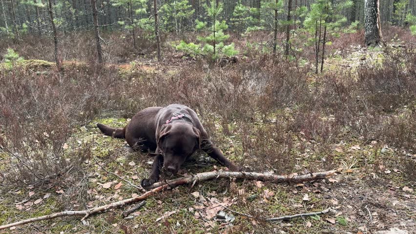 Chocolate labrador retriever chewing stick in forest. a dog on a walk