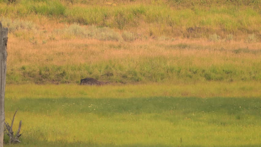 Wolf Grazes on Bison in Lamar Valley in Yellowstone