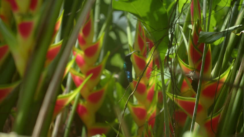 Colibri birds playing in green jungle of Guadeloupe, static view