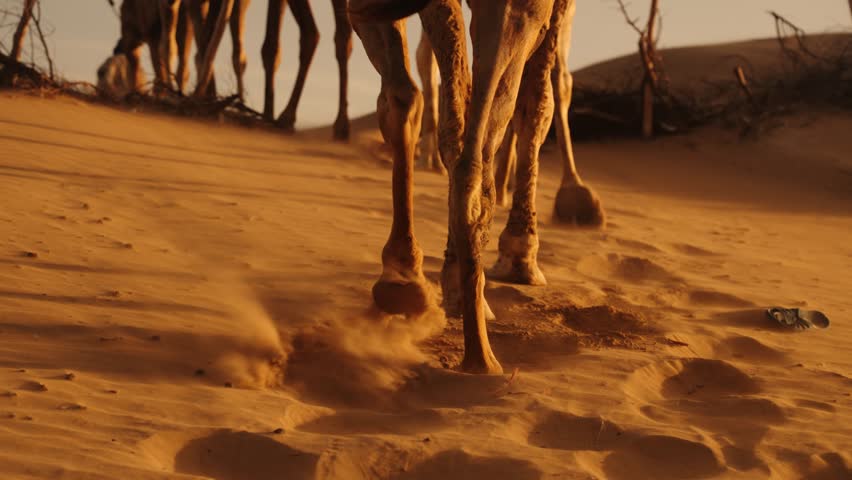 Camels Walking In The Sand Dunes In Essaouira, Morocco. - closeup shot