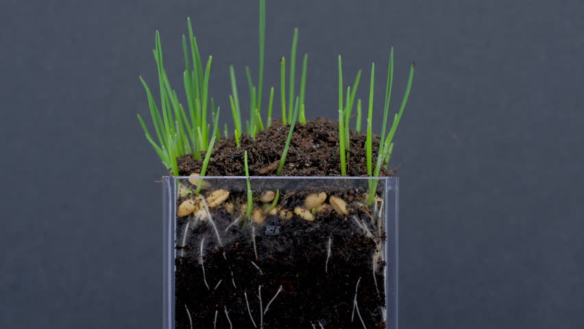 Section view of nature growth process as seeds germinate and sprout into small plants.