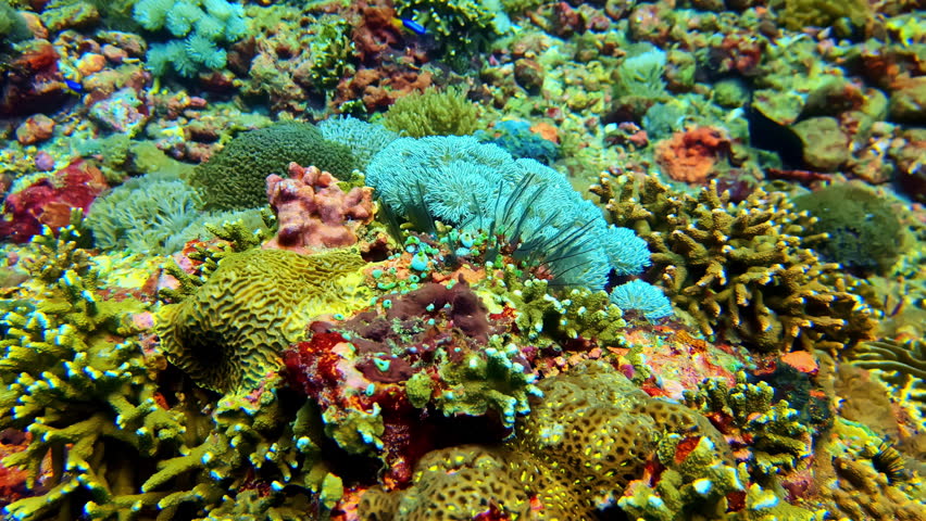 Colorful Coral Reefs With Sea Urchins And Reef Fishes In Marine Ecosystem. closeup shot, underwater