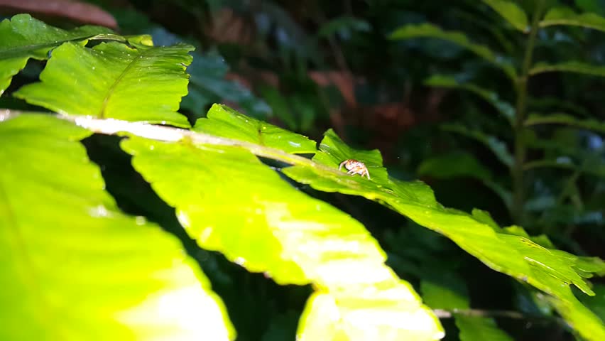 Salticidae or jumping spiders. Species in this family live in many habitats, from leaves on land to trees in forests, and even on Mount Everest. They can be found on all continents except Antarctica.
