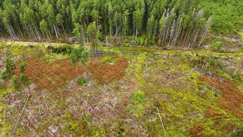 Drone over rural plot with felled trees and emerging field space in Latvian farmland