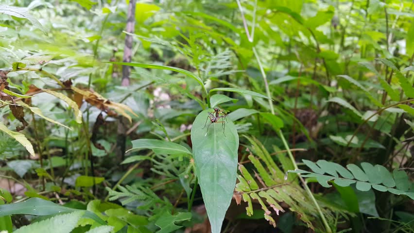 Mimegralla albimana (Red-legged robber fly insects) mating on a leaf recorded from the front. 4k footage focused on the foreground. Perfect for mountain documentaries.