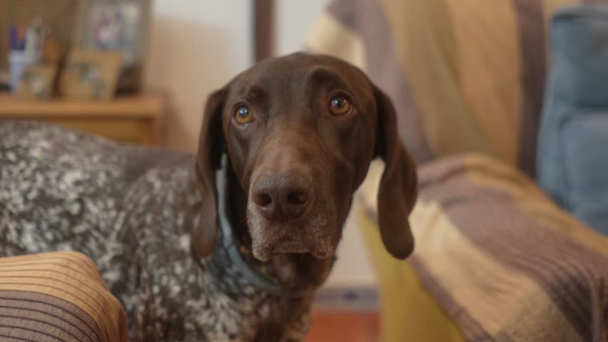A dog is sitting looking at the camera with a curious expression