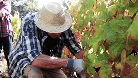 Farmer workers collect grapes for wine production in harvest season. Winegrower agriculture business - Powered by Shutterstock - Get 15% off with code: PIKWIZARD15