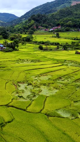 Journey through the vibrant rice fields of Chiang Mai, Thailand, where golden grains sway gently in the breeze.