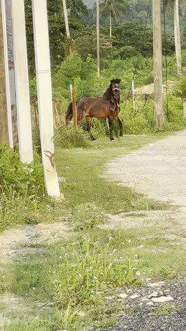 Young horse, lone colt freely grazing near dirt rural road, searching for fresh grass by the roadside. Rustic scene with old metal gate, village utility poles, countryside summer nature in background.