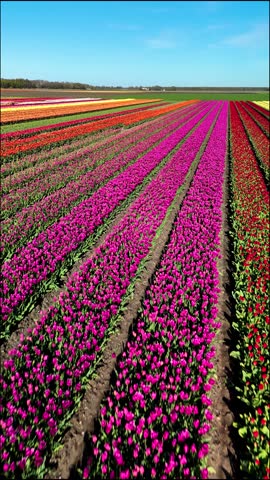 Vivid tulip fields stretch across the landscape in Flevoland, Netherlands, bursting with colors of pink, orange, and purple during the vibrant spring season.