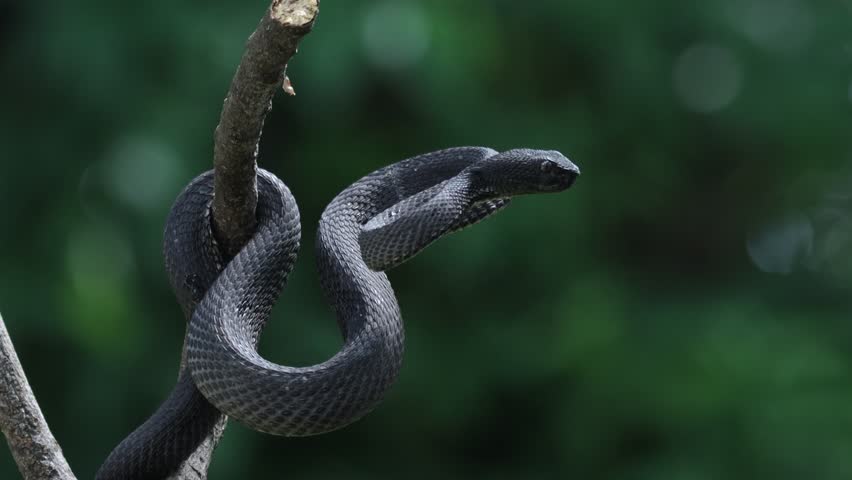 Trimeresurus purpureomaculatus on branch, Mangrove pit viper with defensive position on branch, Indonesian viper snake