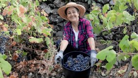 Happy senior farmer work at grape farm in harvest season. Food agriculture business and wine production process concept - Powered by Shutterstock - Get 15% off with code: PIKWIZARD15