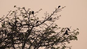 4k video footage of The silhouettes of several crows perched on a large tree branch at dusk, with the sky glowing in shades of reddish orange. - Powered by Shutterstock - Get 15% off with code: PIKWIZARD15