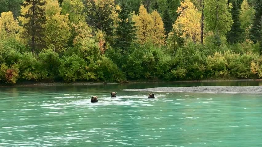 Brown bears at the shore of Crescent Lake, Lake Clark National Park
