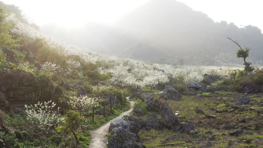 Moc Chau's Mu Nau Valley: Misty Path Among Rocks and Spring Blooms