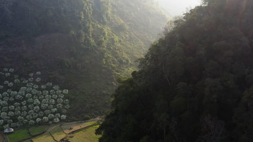 White Plum Blossoms Fill Mountain Valley in Mộc Châu