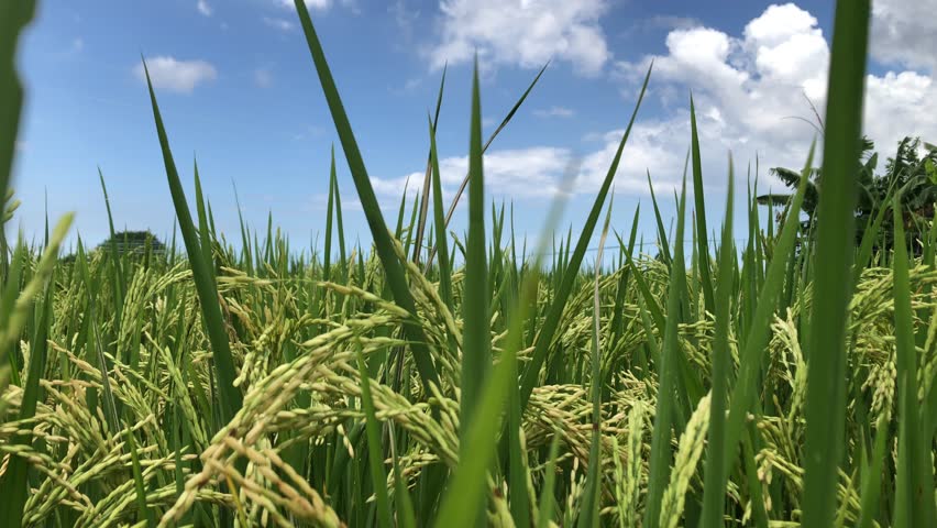 young paddy, green rice detail sunny day (4K)