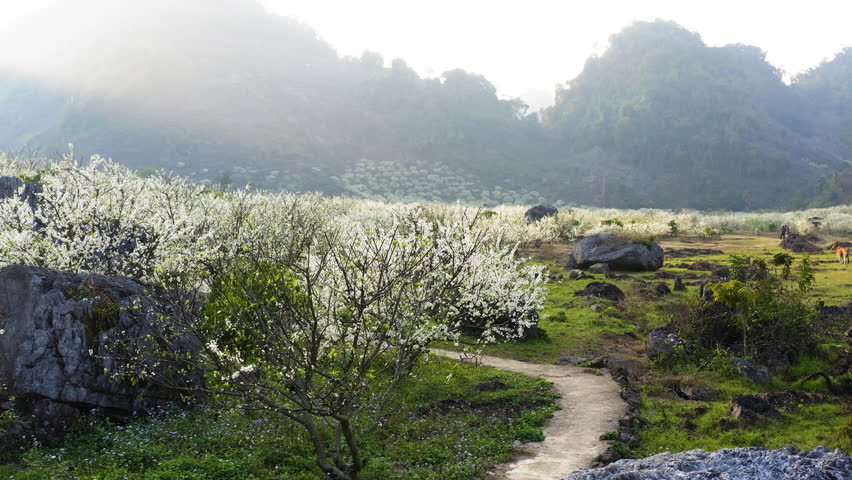Blooming Plum Valley with Rocks and Mist in Moc Chau, Vietnam