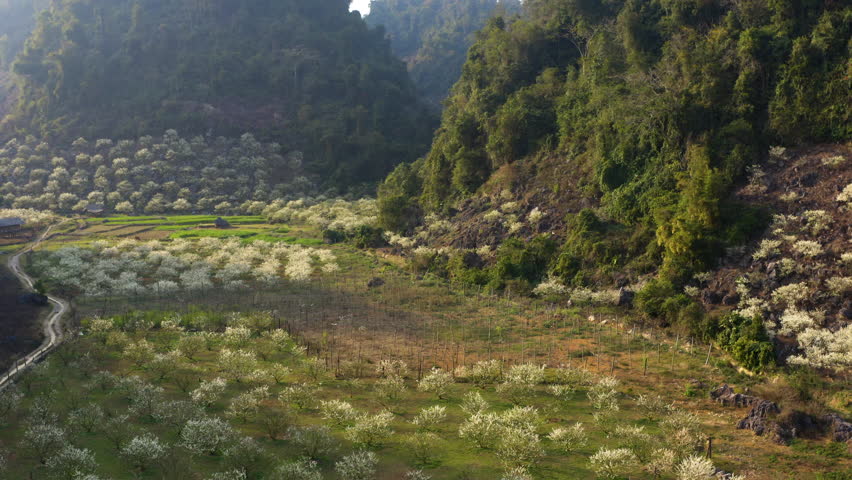 White Plum Blossoms in Rural Mountain Valley, Mộc Châu