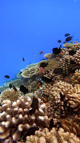 Vaavu Shipwreck lies submerged near Keyodhoo Island in the Maldives, surrounded by diverse coral formations and marine life.
