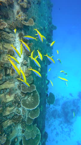 Yellow fish swim near the Vaavu Shipwreck, surrounded by coral structures in the clear waters off Keyodhoo Island, Maldives.