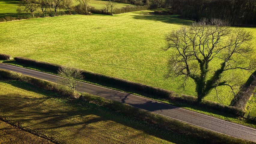 Lonely road stretching between green fields with large tree standing nearby. Scenic countryside road at dusk in England. Isolated route winding through pastures with towering branches reaching skyward