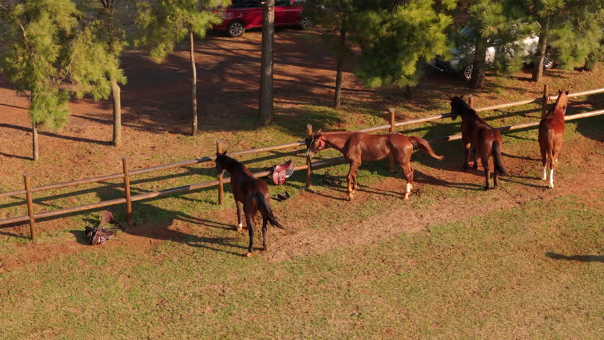 Aerial view of thoroughbred horses tied up in stable, riding training