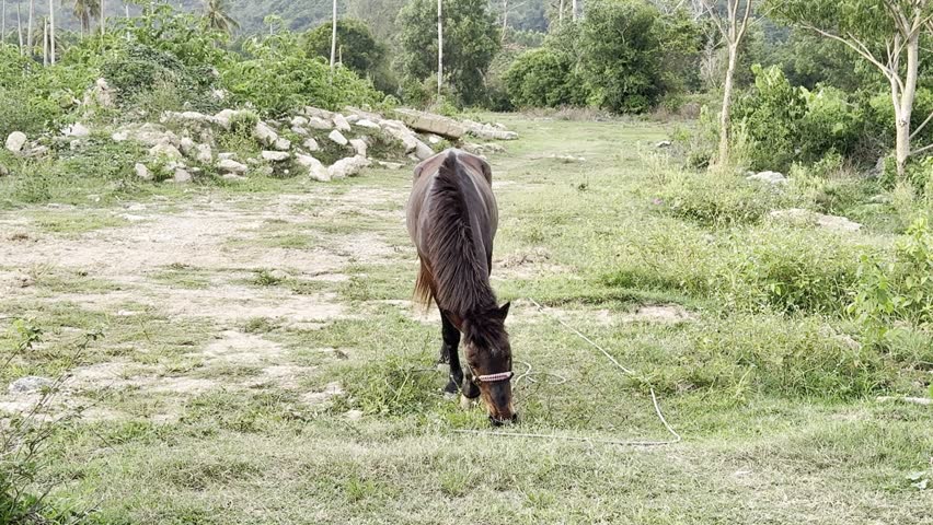 Front view of young horse grazing in field chewing and pulling fresh grass with audible biting sounds. Background includes distant traffic noise, wild plants and forest behind ruins of destroyed fence