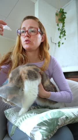 Young woman giving medical treatment to her Exotic Shorthair cat by applying eye drops. The pet wears an Elizabethan collar, cone of shame. Pet care, veterinary attention, domestic animal health.