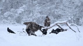 Golden Eagles battling for food in heavy snowstorm, surrounded by several ravens trying to steal scraps, slow motion - Powered by Shutterstock - Get 15% off with code: PIKWIZARD15