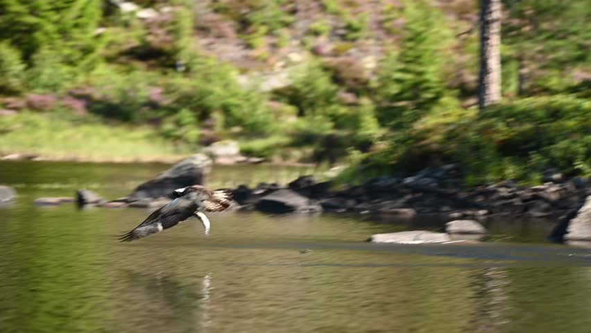 Low flying osprey skims lake surface, clutching fish with one talon after dramatic catch.