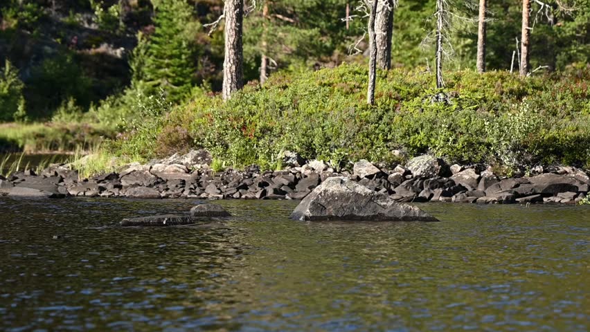 Osprey plunges into lake, grabs fish with single talon, then flies away.