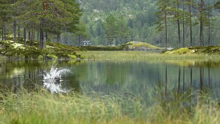 Osprey splashes into Norwegian lake, grabs fish with talons, and flies off low over water, slow motion.
