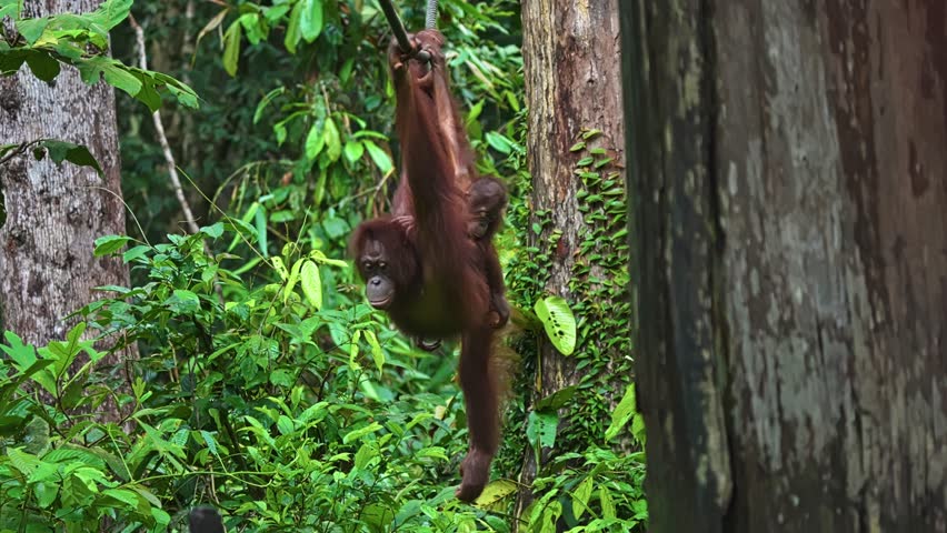 Mother Orangutan With Baby Clinging On Her While Hanging On Rope Through Lush Bornean Rainforest In Sabah, Malaysia. static shot