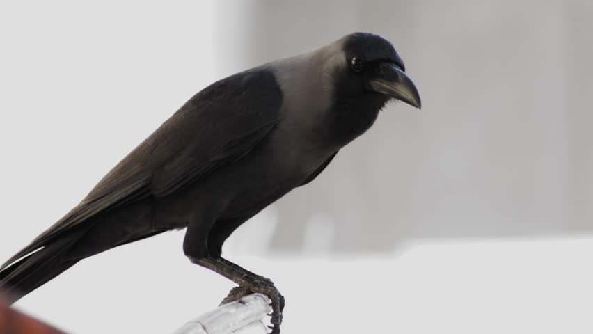 Death concept. Dark crow bird sits on top of chair, raven looks around in public place outdoors, blackbird rook wild animal watches in search of Eat. Close up shot