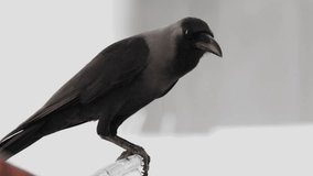 Death concept. Dark crow bird sits on top of chair, raven looks around in public place outdoors, blackbird rook wild animal watches in search of Eat. Close up shot - Powered by Shutterstock - Get 15% off with code: PIKWIZARD15