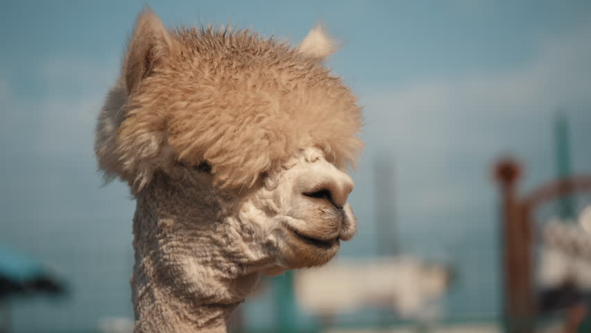 A white alpaca in close-up against a green meadow background. The animal looks into the camera with a slight smile. Soft natural light and calm vibes