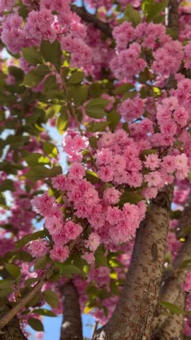 Blooming pink flowers of Sakura tree in spring. Cherry blossoms in full bloom. Hanami Festival is national Japanese tradition. Natural floral spring background. Vertical video.