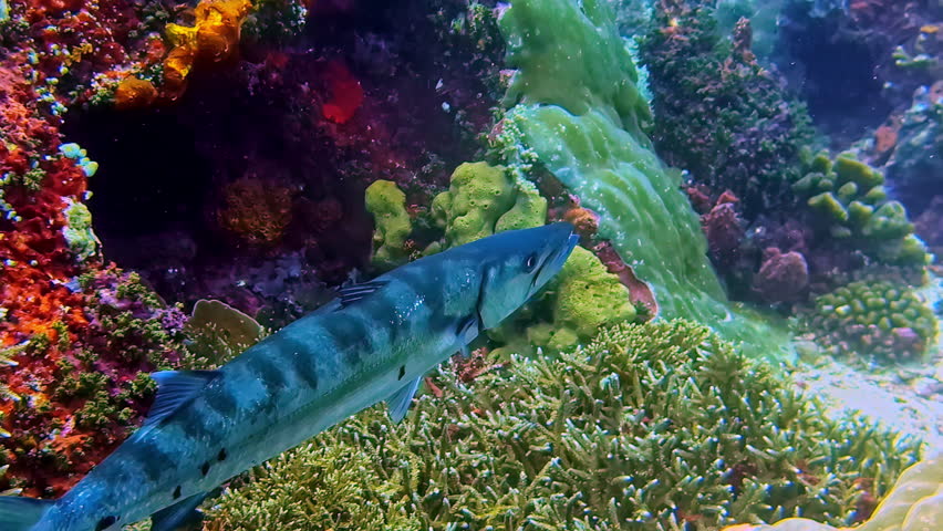 Great Barracuda Gliding Through Colorful Coral Reef Under The Sea. closeup, underwater shot