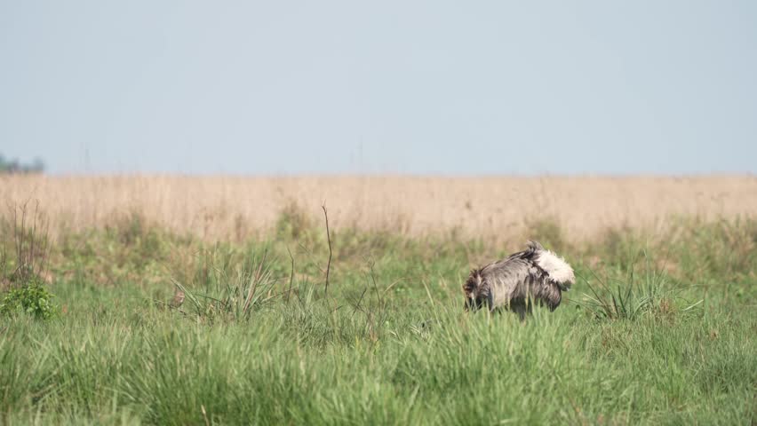 Greater Rhea (Rhea americana) Flightless Bird On Savannah Of Eastern South America. Static Shot