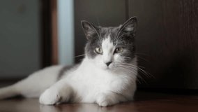 White cat lounging peacefully on hardwood floor, penetrating green gaze meeting viewer, radiating feline grace and tranquil home atmosphere - Powered by Shutterstock - Get 15% off with code: PIKWIZARD15