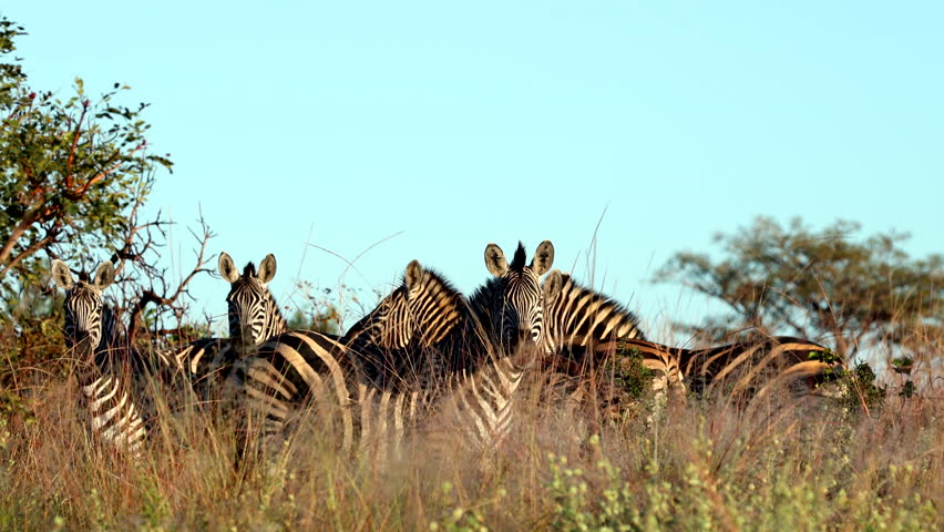Zebra herd, eye-level at sunrise with watchful stallion in African grassland