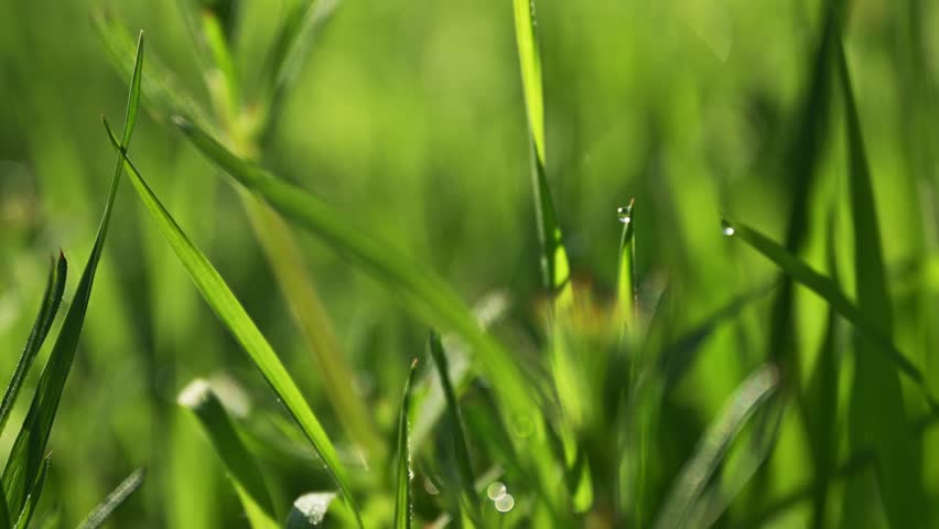 Lush green vibrant blades of grass from back yard lawn in spring morning