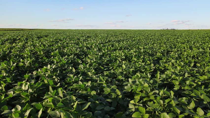 Aerial of organized soybean rows in La Pampa, Argentina on bright summer day