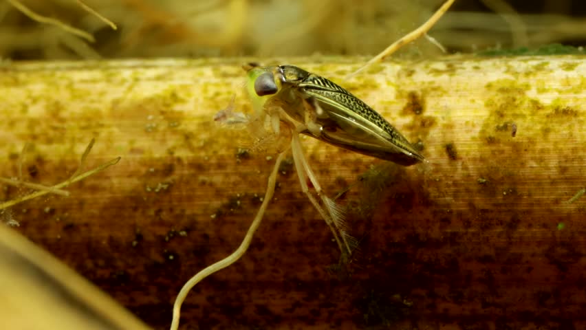 Adult Water Boatman (Cymatia americana) underwater, subduing and feeding on a struggling midge larva (Chironomid), stylet visible probing the chironomid, macro close-up. 