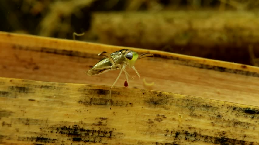 Adult Water Boatman (Cymatia americana) underwater, sitting on a blade of dead grass before swimming away, parasitic mite attached to one leg and mirror-like plastron visible, macro close-up. 
