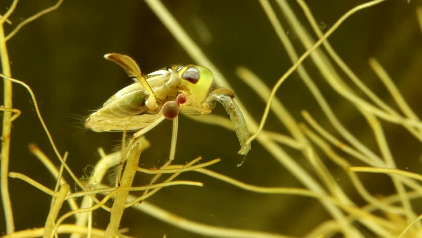 Adult Water Boatman (Cymatia americana) underwater, feeding on a midge larva (Chironomid), chironomid is half consumed, parasitic mite larvae attached to leg, extreme macro close-up, series 005. 