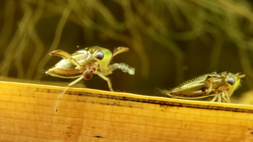 Adult Water Boatman (Cymatia americana) underwater, feeding on a midge larva (Chironomid), chironomid is almost an empty husk, parasitic mite larvae attached to leg, macro close-up, series 005.